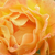 Portocaliu - Trandafir acoperitor - Bessy